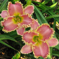 Daylily Live Plant - Heavenly Pink Fang - Reblooms - Hemerocallis