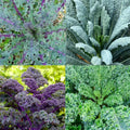 Heirloom Microgreens Garden Blend - 4 Types Kale, Non-GMO, 200 Seeds, Nutrient-Rich Sprouts for Healthy Eating