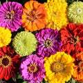 Zinnia Seeds - 200 Heirloom Mixed Color Seeds for Bees & Butterflies - Pollinator-Friendly Garden Plants