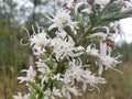Elegant Blazingstar Seeds | 25 Count | White Flowering Gayfeather | Liatris elegans