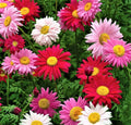 Multi Color Painted Daisy Seeds - 200+ Seeds - Bellis perennis