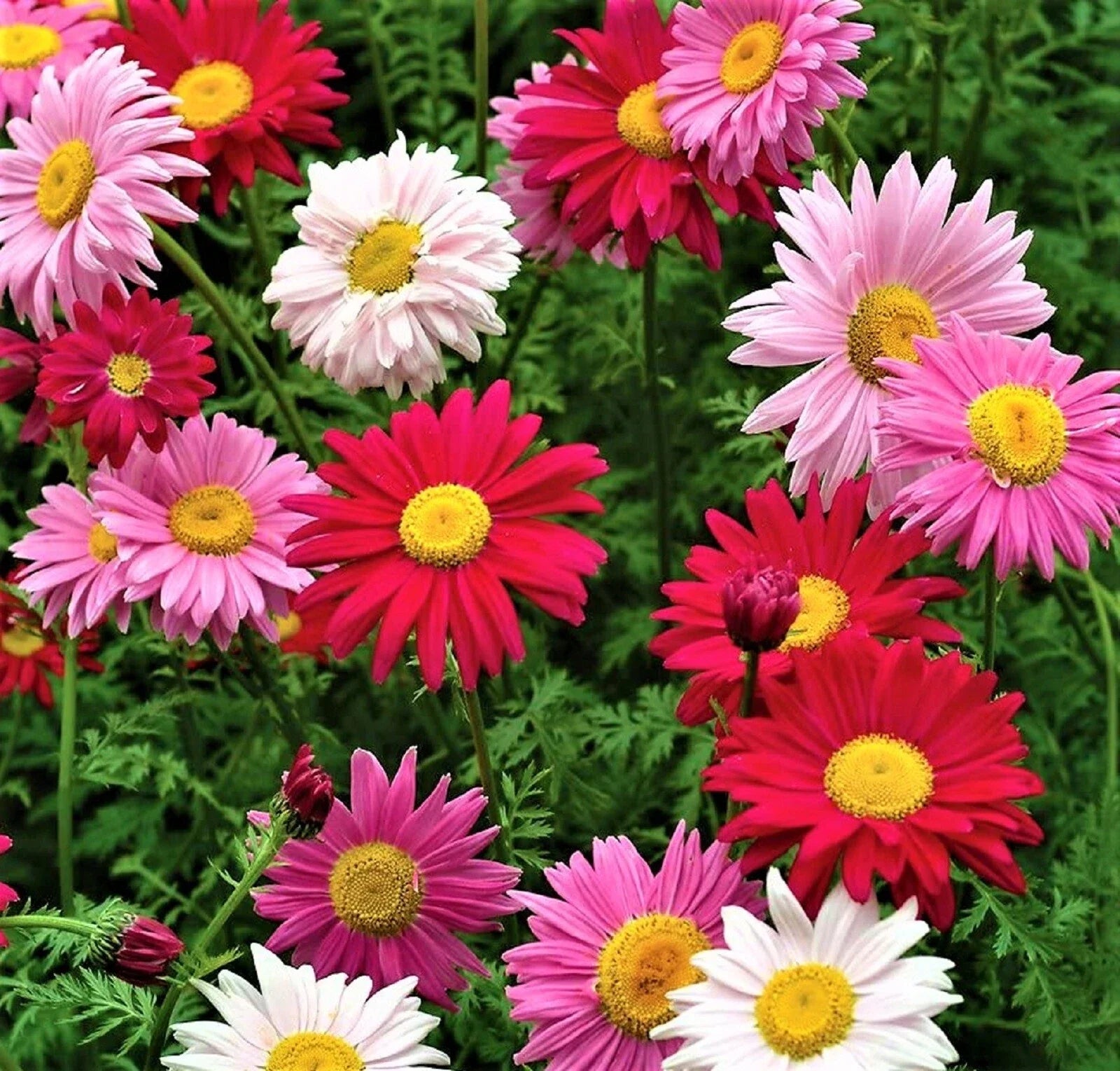 Multi Color Painted Daisy Seeds - 200+ Seeds - Bellis perennis