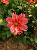 Dwarf Dahlia Tubers 3 Count | Summer-Fall Blooms | Colorful Flowers | Dahlia Pinnata
