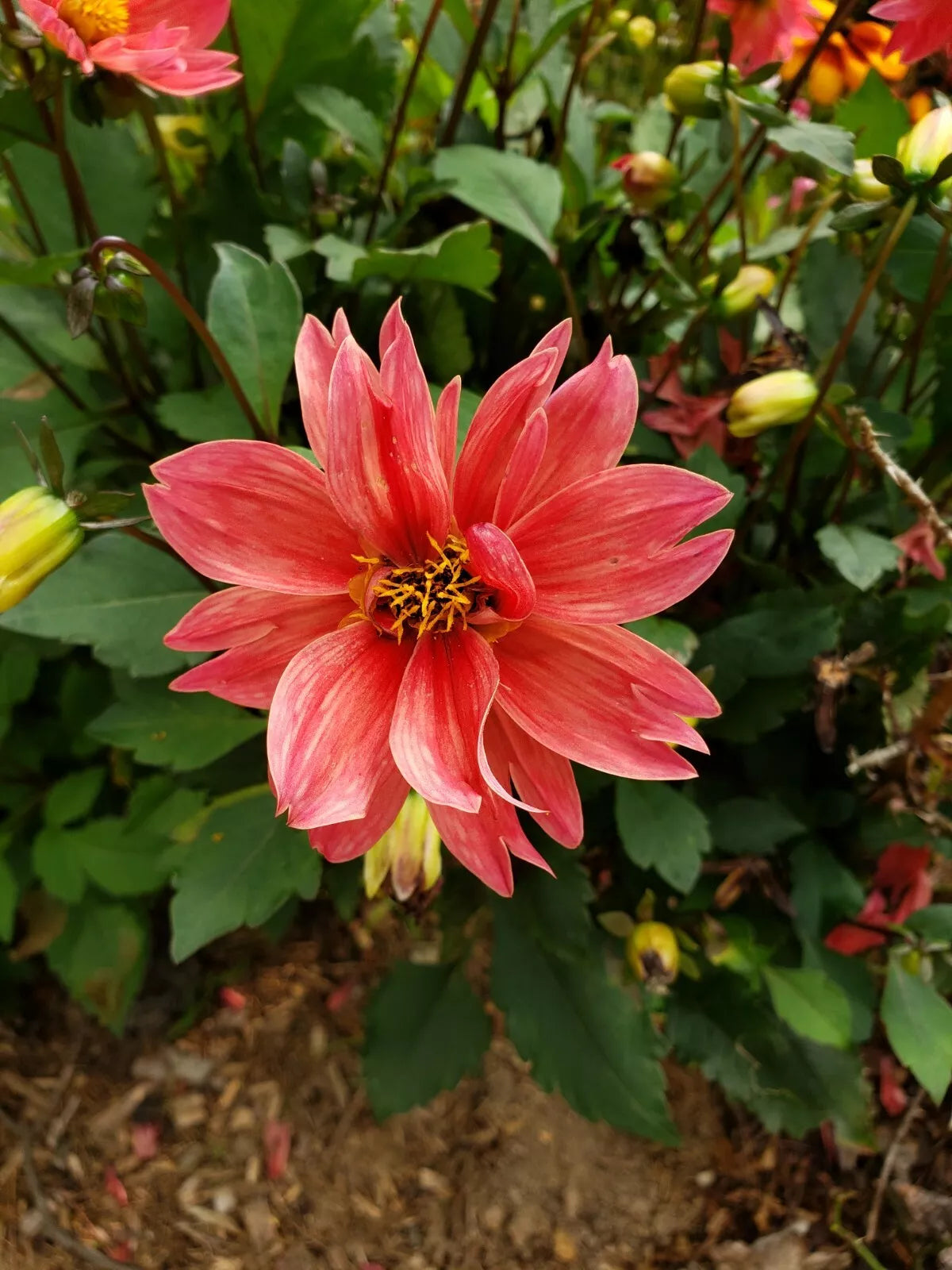 Dwarf Dahlia Tubers 3 Count | Summer-Fall Blooms | Colorful Flowers | Dahlia Pinnata