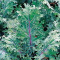 Red Kale Microgreen Sprouting Seeds 16 Ounces - Brassica oleracea Var. Sabellica