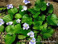 Organic Blue Violet Seeds - 20+ Count - Viola sororia - Native Herb - USA Grown