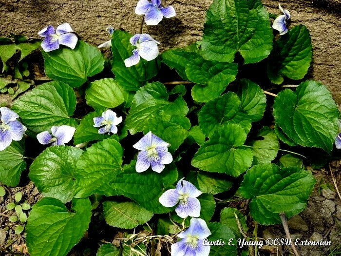 Organic Blue Violet Seeds - 20+ Count - Viola sororia - Native Herb - USA Grown