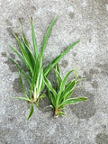 Lot of 2 Live Spider Plants - Fully Rooted House Plants - Large & Small - Chlorophytum comosum