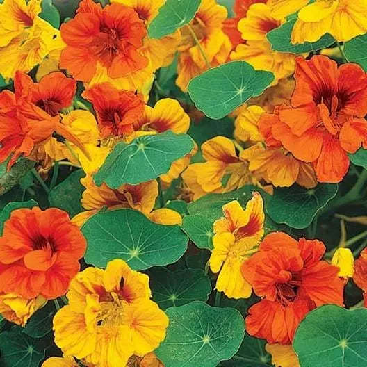 Dwarf Nasturtium Seeds Mix - Edible Pollinator Attractor - Non-GMO - 25 Seeds - Tropaeolum majus