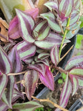 Tradescantia Zebrina Cuttings - 10 Healthy Wandering Jew Plant Cuttings - Easy Care Indoor Plants