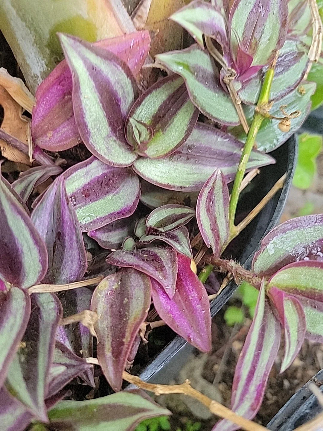 Tradescantia Zebrina Cuttings - 10 Healthy Wandering Jew Plant Cuttings - Easy Care Indoor Plants