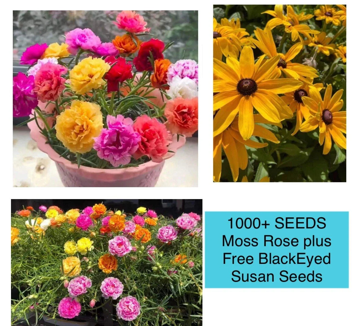 Moss Rose Seeds Double Mix Color 1000+ Seeds Portulaca grandiflora