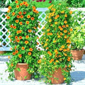 Black Eyed Susan Vine Seeds - 50+ Flowering Seeds for Garden, Patio, Container - Thunbergia alata