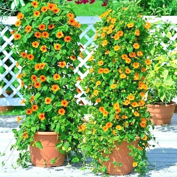 Black Eyed Susan Vine Seeds - 50+ Flowering Seeds for Garden, Patio, Container - Thunbergia alata