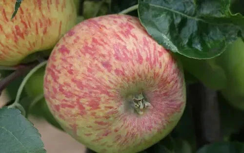 Duchess of Oldenburg Apple Seeds - 25+ Pack - Heirloom Variety - Malus domestica - USA - Free Shipping