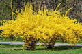 Weeping Forsythia Bush Seeds - 50 Seeds - Forsythia suspensa - Fast-Growing Ornamental Shrub for Gardens