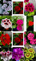Geranium Cuttings Set of 3, 6 Inches Long, Choose Your Variety, Pelargonium spp.