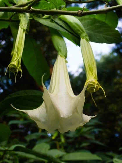 White Brugmansia Cuttings - 2 Unrooted Angel's Trumpet - Datura spp.