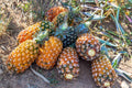 Pernambuco Pineapple Seeds - 15+ Premium Seeds for Garden Planting - Ananas comosus - USA Free Shipping