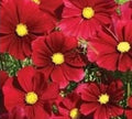 Cosmos Flower Seeds - 100+ Dazzler Seeds - Colorful Annuals for Garden - Cosmos bipinnatus