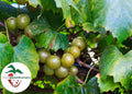 Late Fry Muscadine Grape Vine - Bare Root Live Plant - 2 Year Old - Vitis rotundifolia