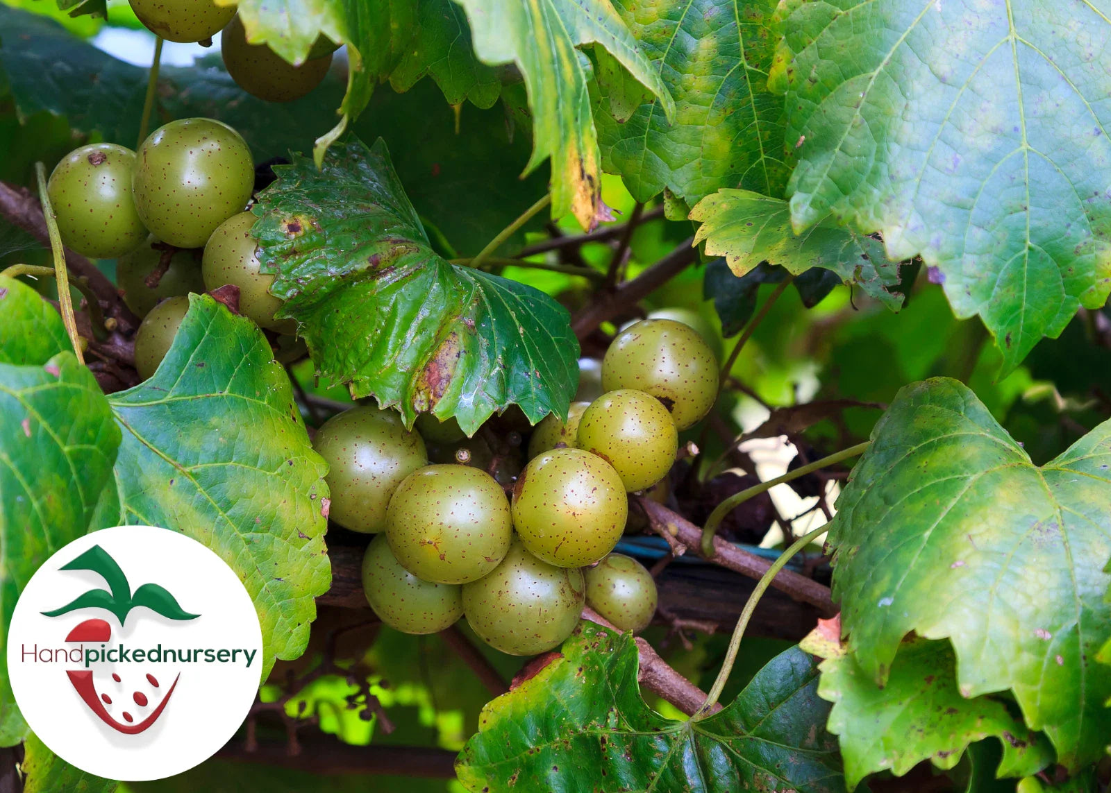 Late Fry Muscadine Grape Vine - Bare Root Live Plant - 2 Year Old - Vitis rotundifolia
