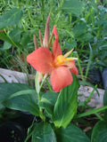 Canna Cannova Orange Shades Live Plant Plugs - 4 Count, Garden Planters, Rooted, May