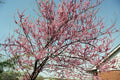 Eastern Redbud Tree Seeds - 40 Seeds - Cercis canadensis - Pink Flowering - GroCo USA - Buy 15 Ships Free