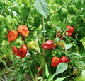 Habanero Hot Pepper Seeds 50 Count | Non-GMO Heirloom | Capsicum chinense | USA Free Shipping