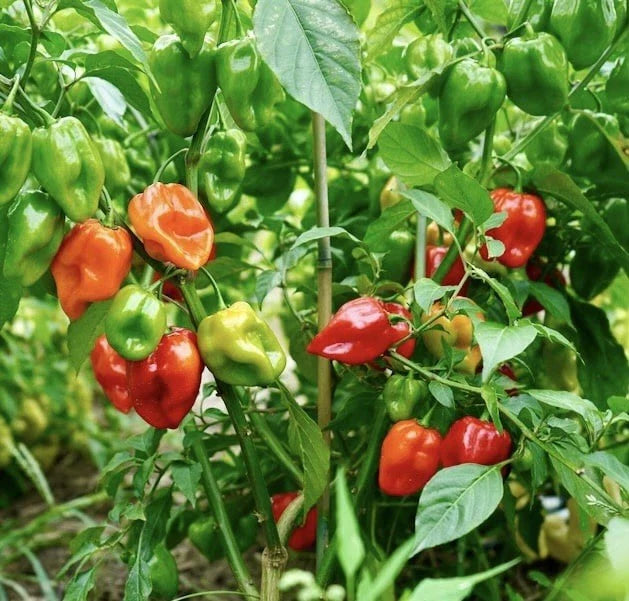 Habanero Hot Pepper Seeds 50 Count | Non-GMO Heirloom | Capsicum chinense | USA Free Shipping