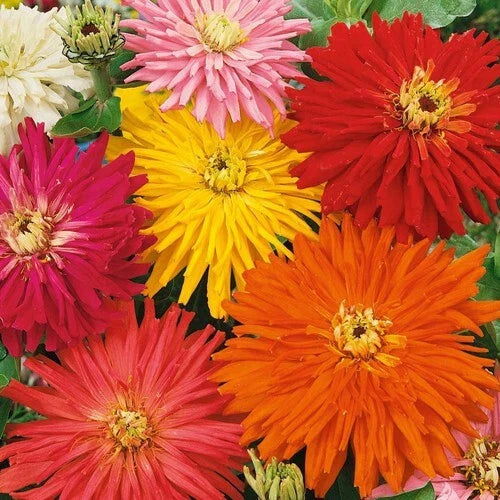 Zinnia Seeds - SUPER CACTUS GIANT Mix - Non-GMO - 100 Seeds - Vibrant Blooms for Butterflies - Flower Garden Planting