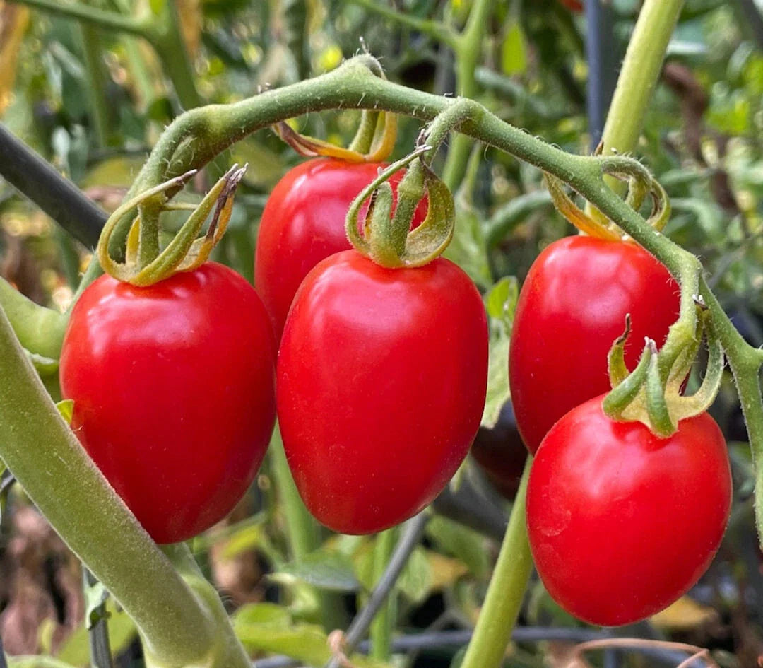 Sweetheart Tomato Live Starter Plants Set of 2, 4+ Inches, Mini Apple-Shaped, Solanum lycopersicum
