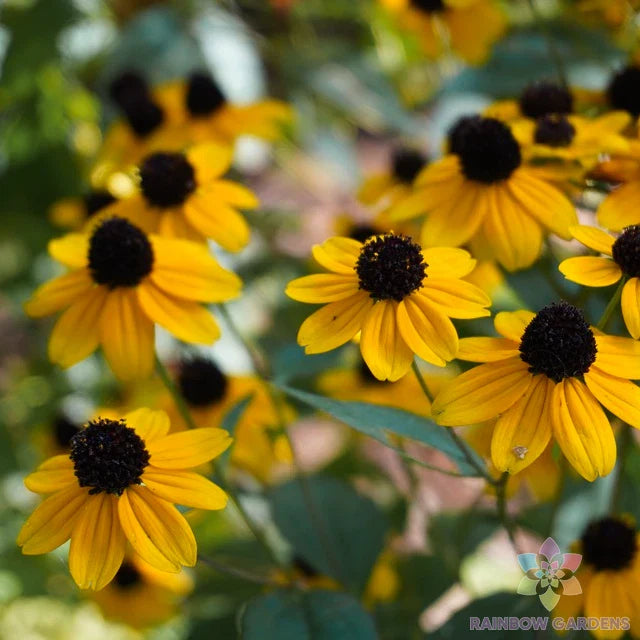 Clasping Coneflower Seeds - 200+ Pack - Rudbeckia for Garden Planting - USA Grown