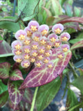 Hoya Obscura 'Major' Rooted Plant 2.5" Pot