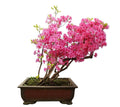 Bonsai Tree Seeds - Pink Azalea - 30 Seeds - Rhododendron obtusum