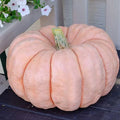 Pink Princess Porcelain Doll Pumpkin Seeds - Non-GMO - 10+ Seeds - Cucurbita pepo