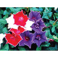 Morning Glory Seeds - Kikyo-Zaki Mix - 30 Seeds for Planting - Ipomoea tricolor