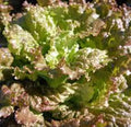 Red Romaine Lettuce Seeds, Heirloom Non-GMO, 50+ Seeds for Home Garden, Lactuca sativa