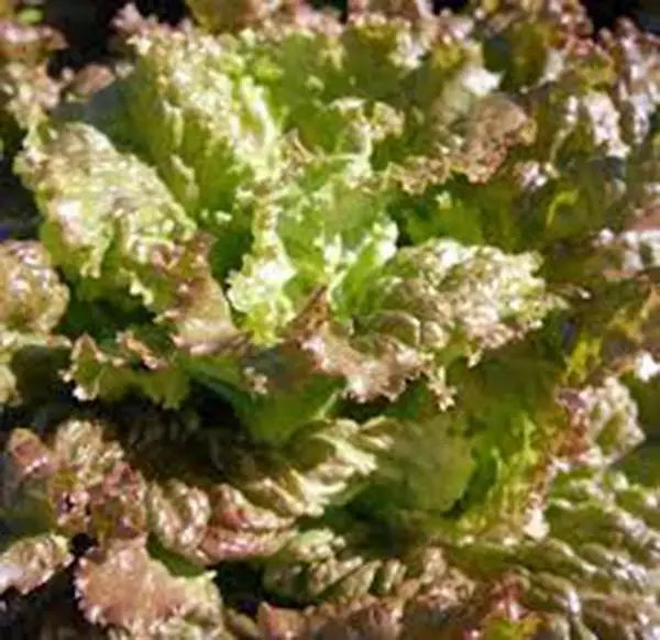 Red Romaine Lettuce Seeds, Heirloom Non-GMO, 50+ Seeds for Home Garden, Lactuca sativa
