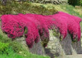 Red Creeping Thyme Seeds - 500+ Non-GMO Groundcover Seeds - Fresh Thymus serpyllum