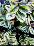 Hebe Plant 4" Variegated Leaves Veronica c. franciscana