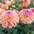 Palmares Dahlia Seeds - 25 Perennial Flowering Seeds for Blooming Garden - Dahlia variabilis