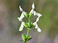 Stiff Hedgenettle Seeds | 20 Count | Stachys recta | Perennial Herb for Garden