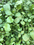 10pcs Watercress Live Plants with Roots | Fresh Edible Vegetables | Nasturtium officinale