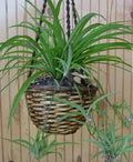 Green Spider Plant Bare Root Pup | Chlorophytum comosum | Indoor Houseplant | Air Purifying Plant