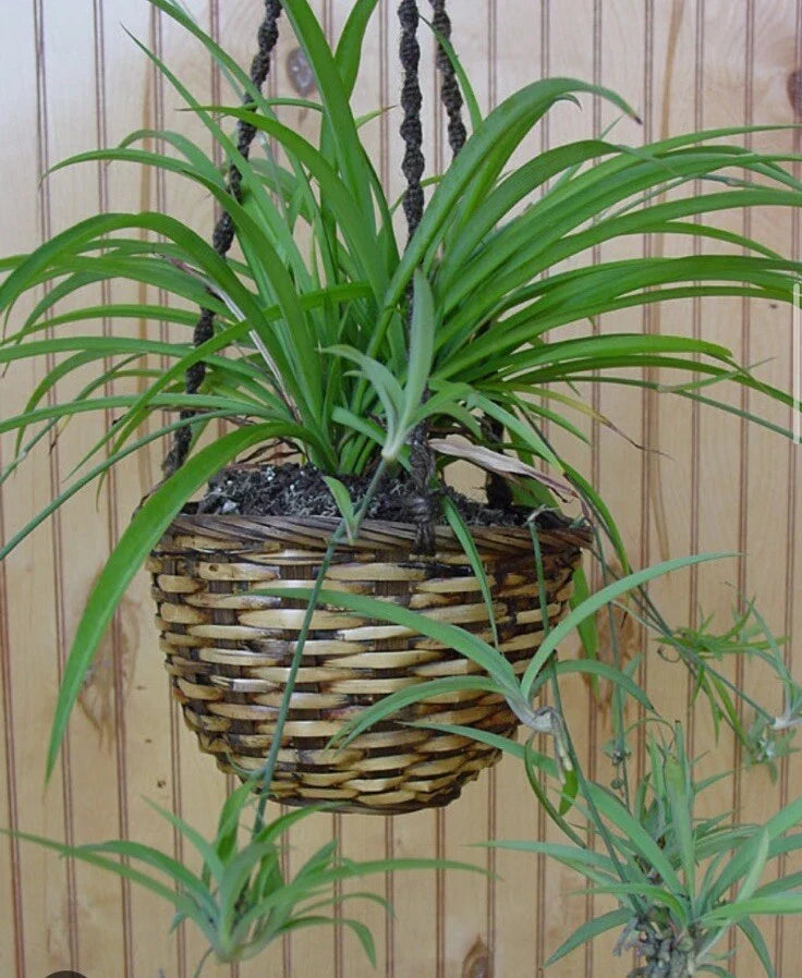 Green Spider Plant Bare Root Pup | Chlorophytum comosum | Indoor Houseplant | Air Purifying Plant