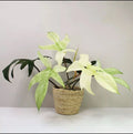 Philodendron Cutting - Florida Ghost Variety - Rare Indoor Plant - Philodendron 'Florida Ghost'