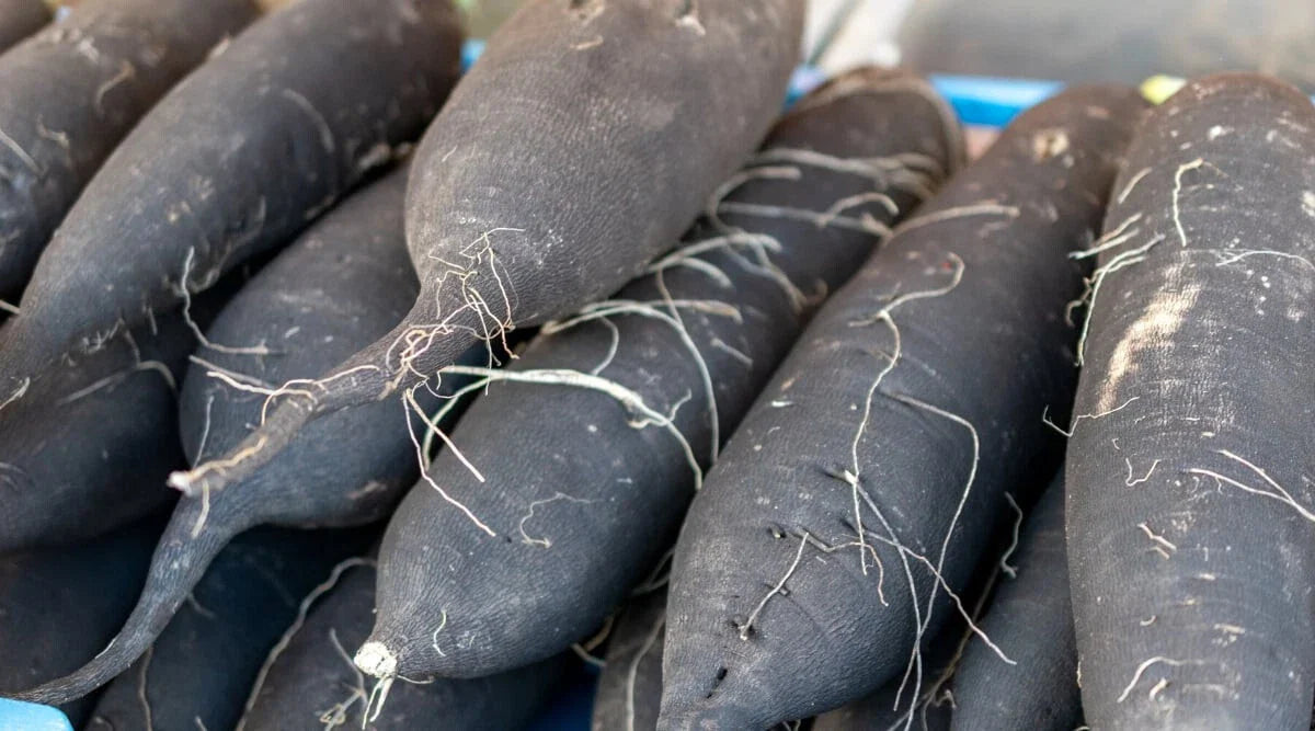Long Black Spanish Radish Seeds - 500+ Count - Heirloom Vegetable Seeds - Raphanus sativus