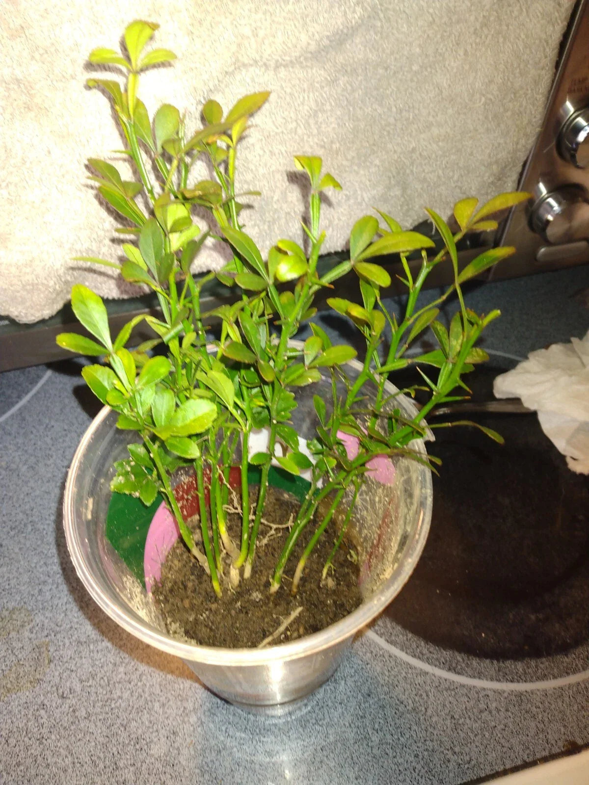Rare Flying Dragon Tree - Trifoliate Orange - 12" Healthy Plant - Poncirus trifoliata - Buy 3 for 50 or $20 Each