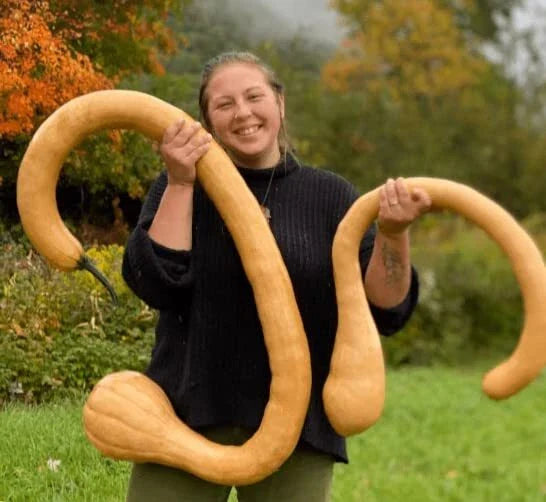 Trombone Squash Seeds - 20 Tromboncino Plants for Garden - Heirloom Variety - Cucurbita moschata